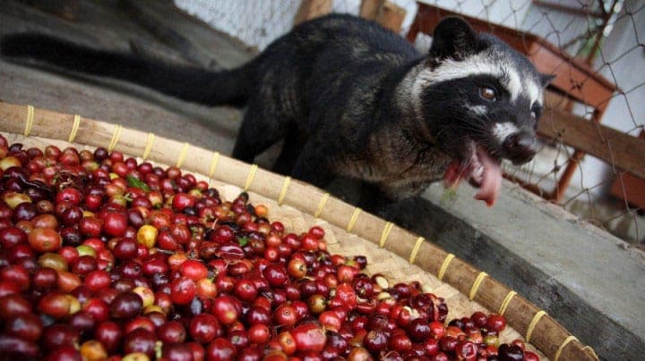 Dog beside fresh coffee cherries