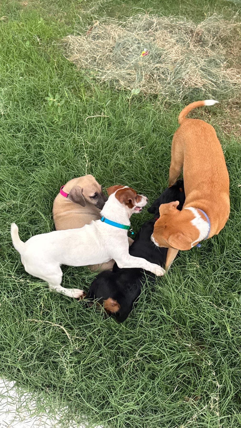 Dogs resting on the grass at the cafe