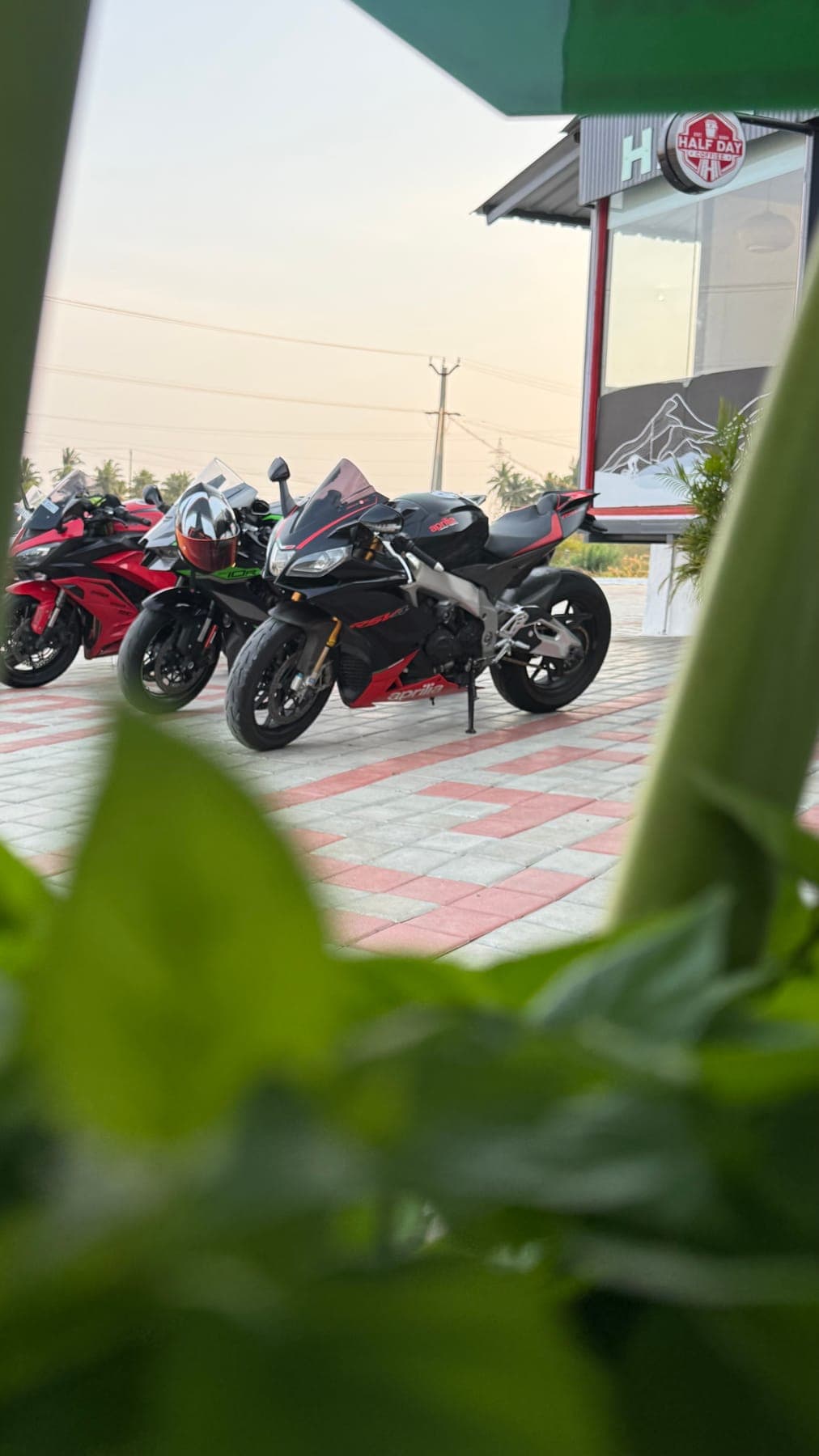 Motorcycles parked amid foliage