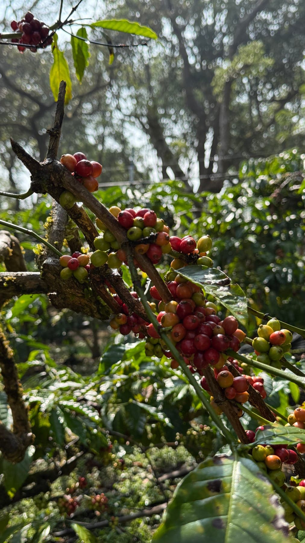 Panama Gesha