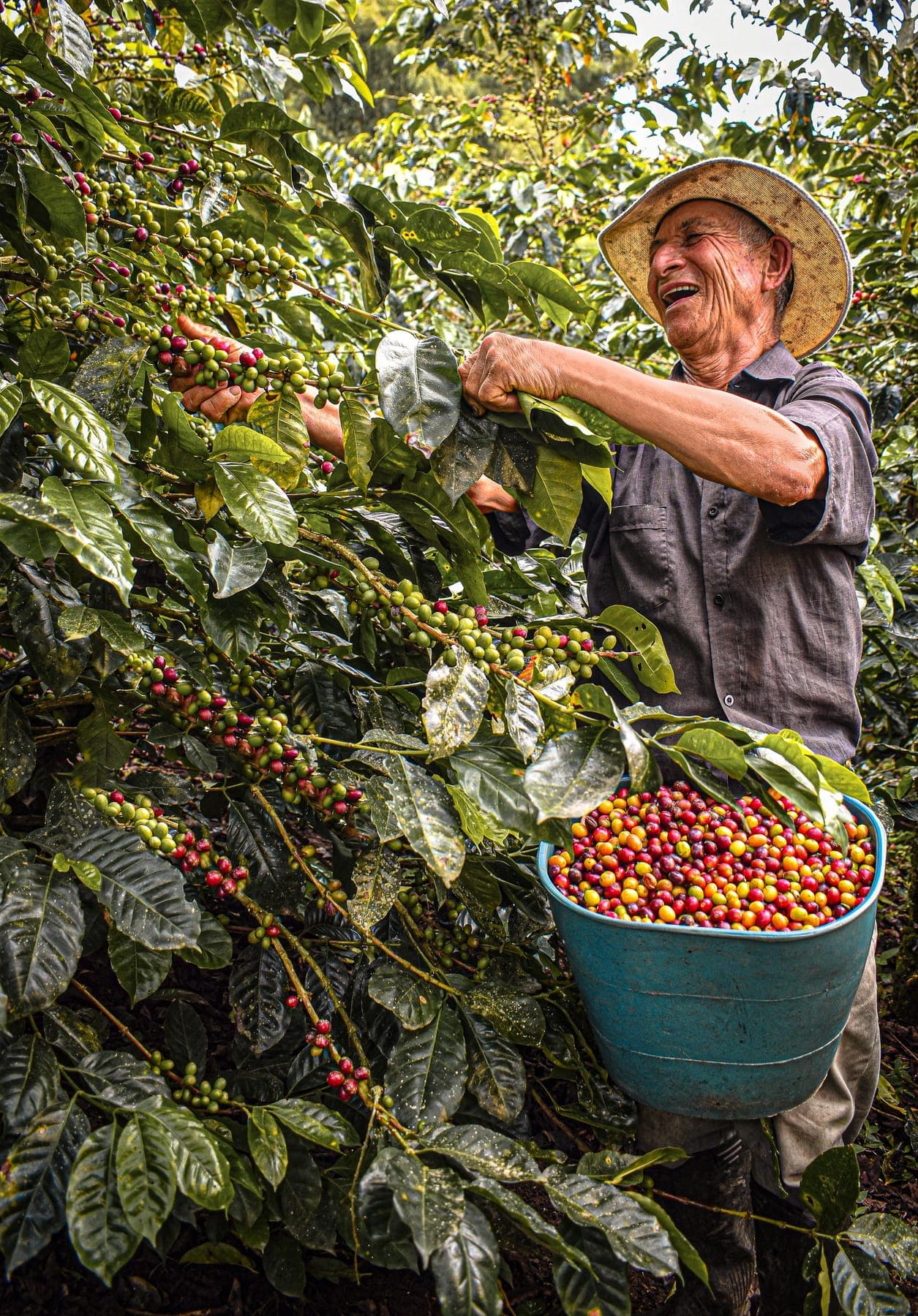 Coffee farmer harvesting on a hill plantation
